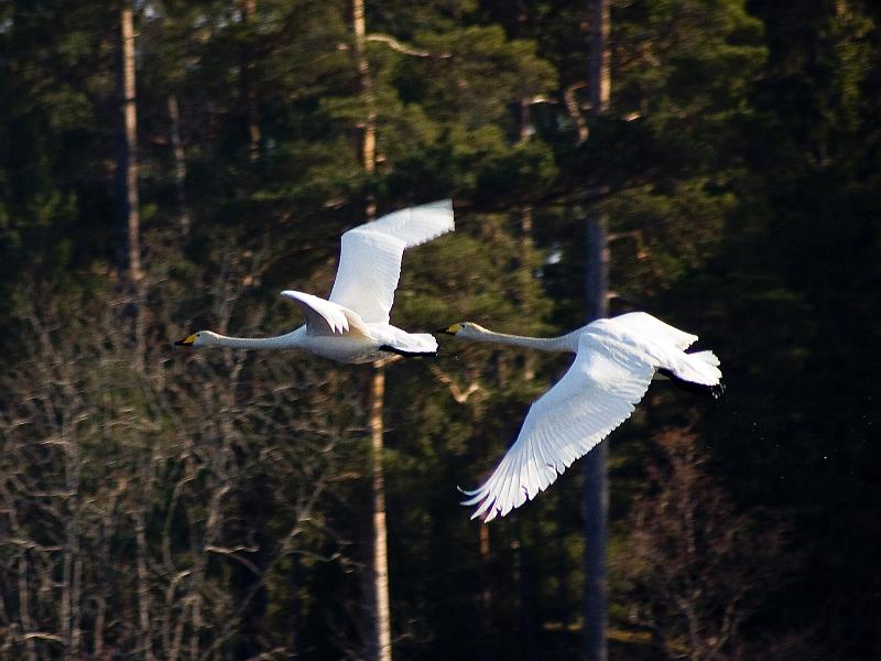 Sångsvan 1.jpg - Sångsvarnar som gav upp kampen om sjön